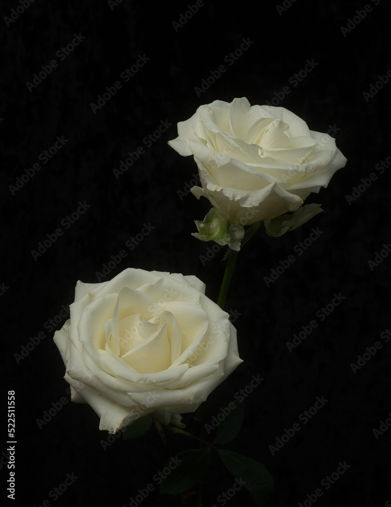 Fototapeta premium white rose on black