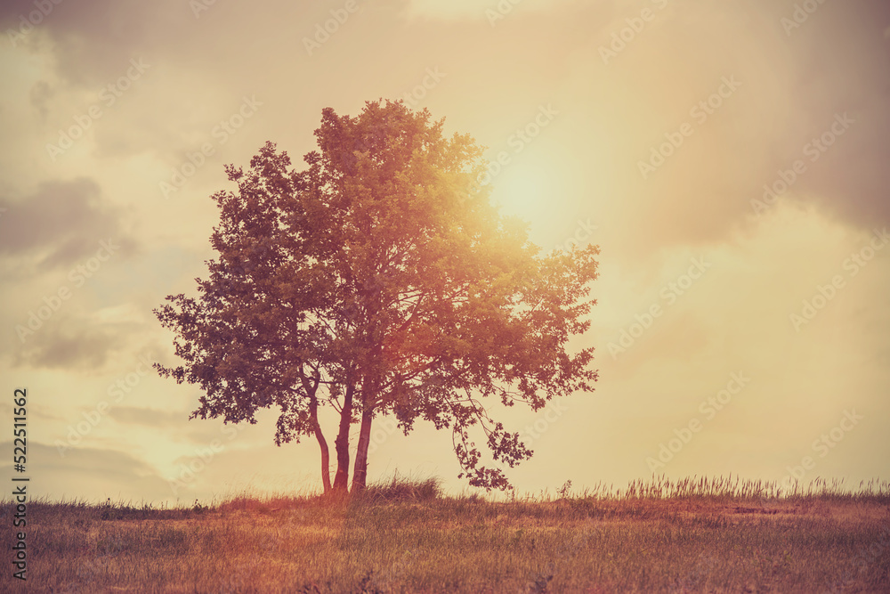 Fototapeta premium Vintage photo of a lonely tree