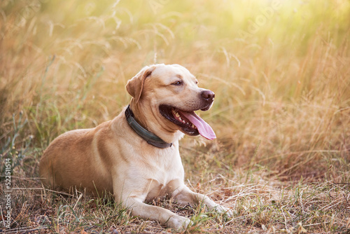 Adorable Labrador retriever dog resting in the park