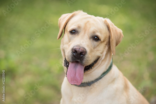 Closeup photo of a labrador dog