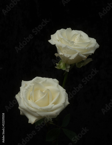 Fototapeta Naklejka Na Ścianę i Meble -  white rose on black