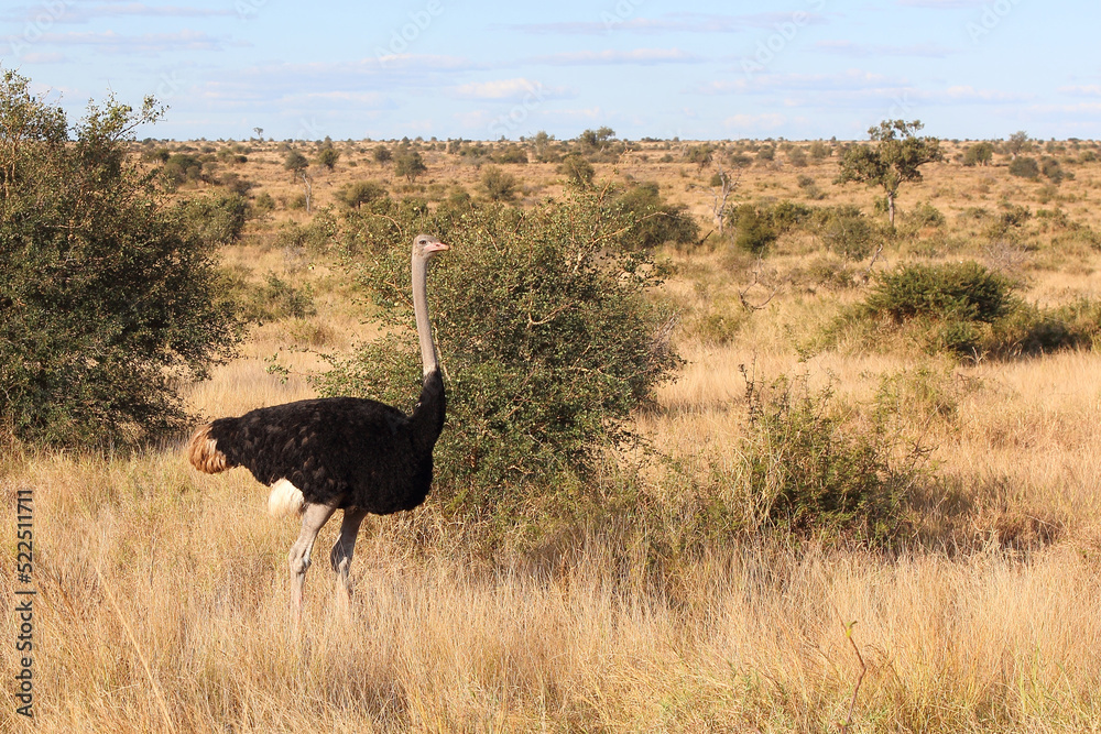 Naklejka premium Strauß / Ostrich / Struthio camelus