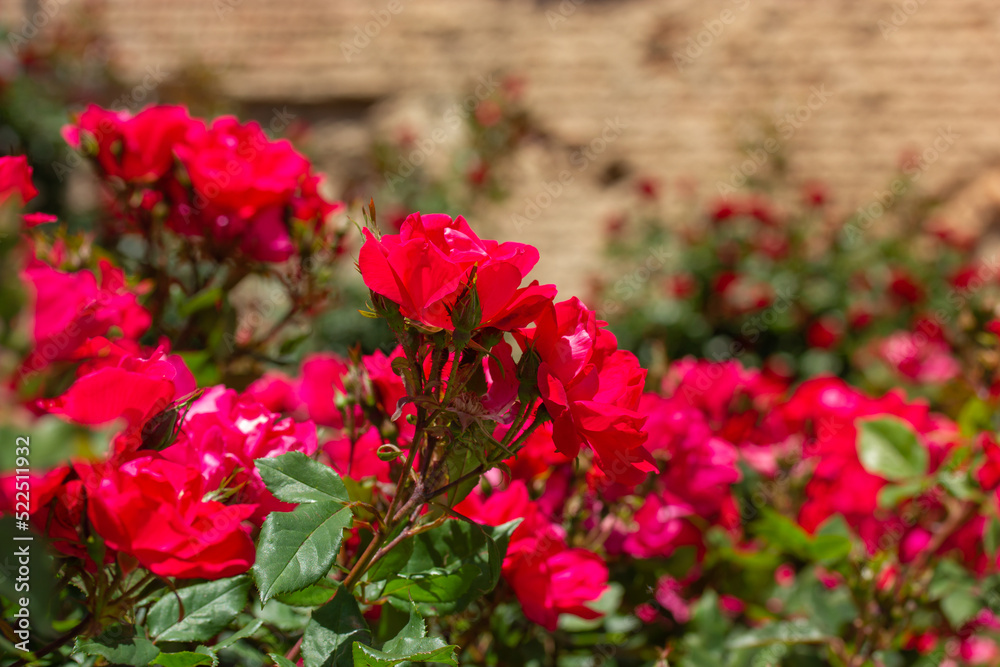 Fragrant red roses growing in a roses garden, rosarium against brick wall. Floral landscape with elegant fragrant flowers. Floral postcard. Gardening, horticulture, growing and plants care outdoors.
