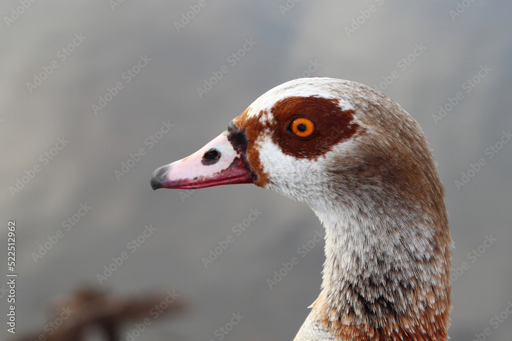 Nilgans / Egyptian goose / Alopochen aegyptiacus.. Nilgans / Egyptian goose / Alopochen aegyptiacus..