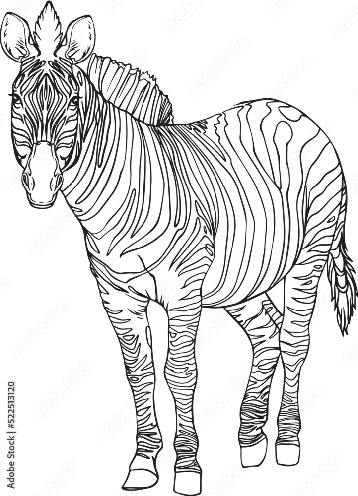 Zebra black and white in lines vector image Zebra black and white in lines vector image