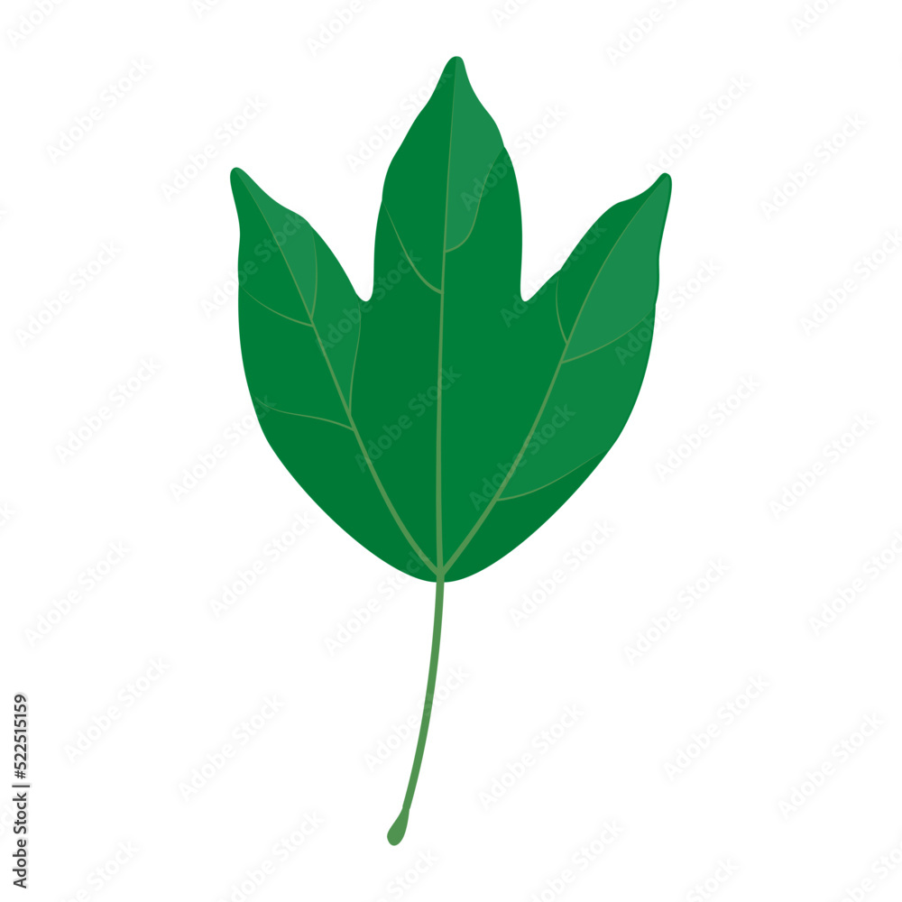 Vector illustration of a trident maple leaf isolated on background. Vector illustration of a trident maple leaf isolated on background.