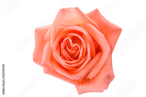 Fototapeta Naklejka Na Ścianę i Meble -  Top view of pink rose isolated on white background with clipping path