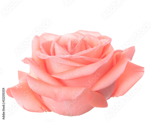 Fototapeta Naklejka Na Ścianę i Meble -  pink rose isolated on white background with clipping path