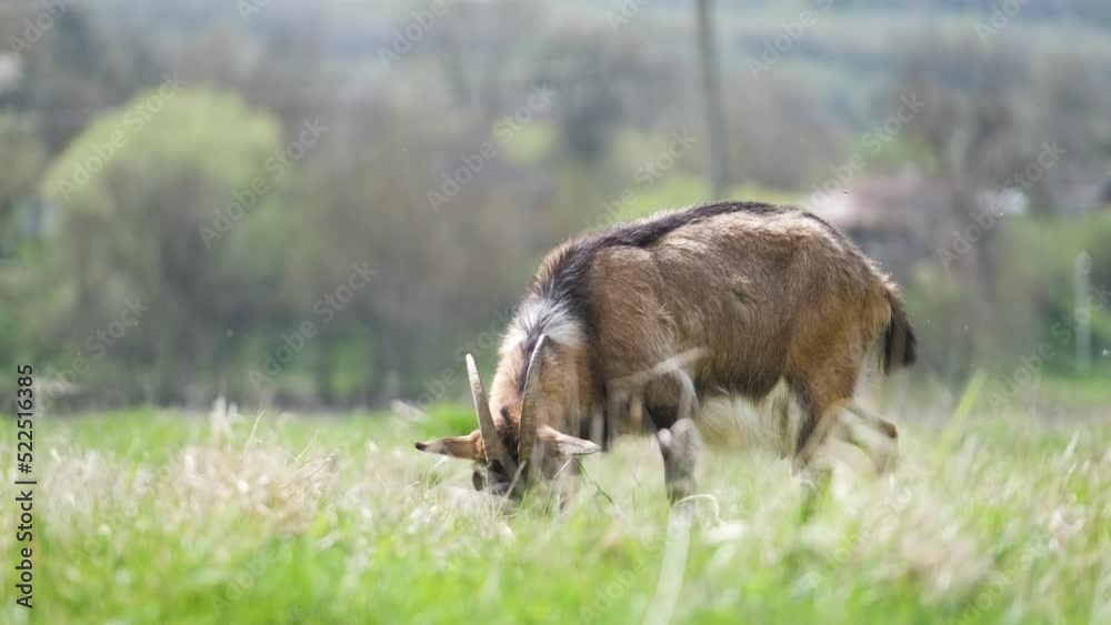 Domestic milk goat with long beard and horns grazing on green farm pasture on summer day. Feeding of cattle on farmland grassland Domestic milk goat with long beard and horns grazing on green farm pasture on summer day. Feeding of cattle on farmland grassland