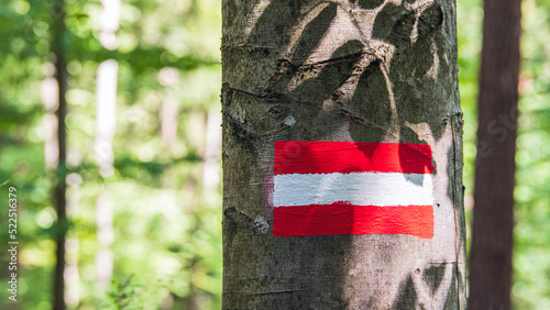 Flagge Österreichs frisch auf einen baum gemalt im Wald und von interressanten Blattschatten dekoriert photo