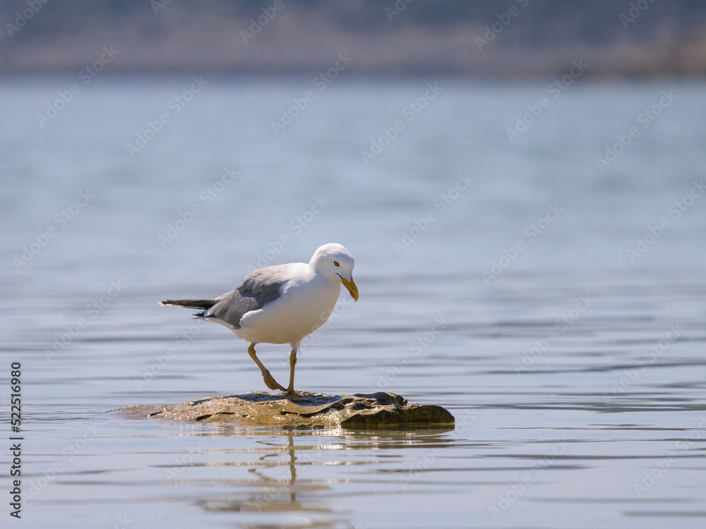 A yellow legged gull standing on a rock in the sea - obrazy, fototapety, plakaty 