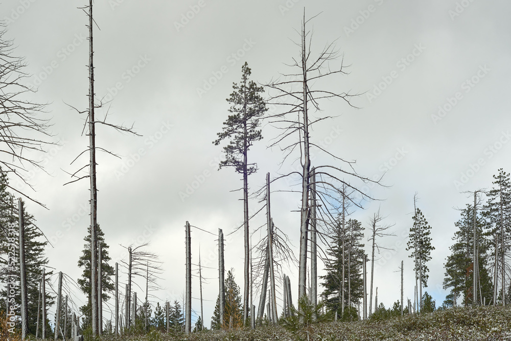 Winter view of the old burned mountain forest in Oregon Winter view of the old burned mountain forest in Oregon