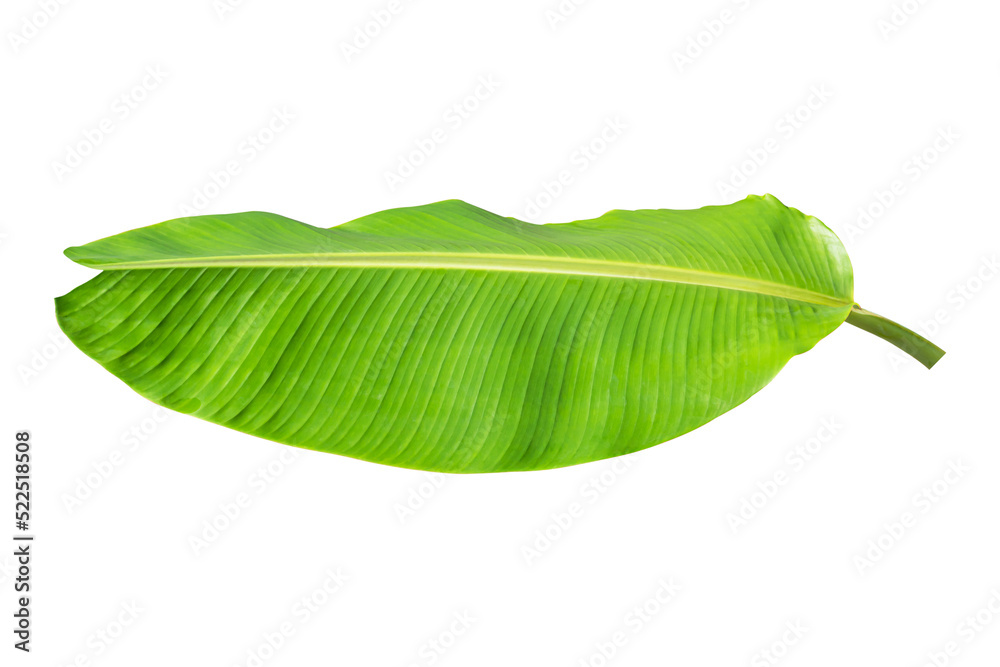 Obraz premium Green banana leaf isolated on transparent background - PNG format.
