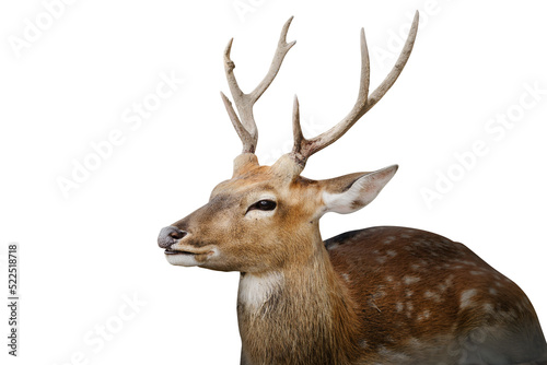 Spotted deer or chitals portrait on white background with clipping path. Wildlife and animal photo © bigy9950