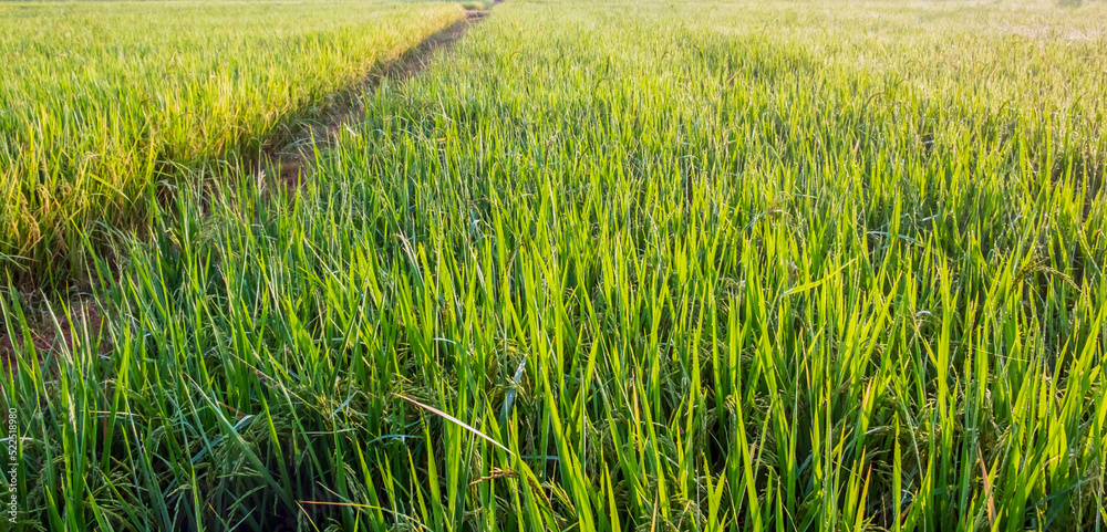 Fototapeta premium Green rice fields or plots of rice fields in the morning.