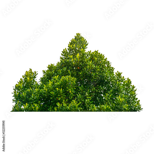 Photographie Green bush isolated transparency background.