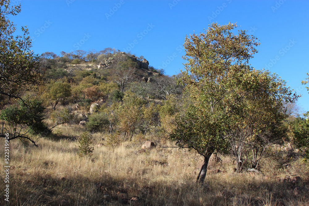 Fototapeta premium Krügerpark - Shibavantsengele Lookout / Kruger Park Shibavantsengele Lookout /