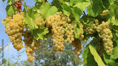 Ribolla Gialla grapes on a vine in  Friuli, the autonomous italian region where this white wine  originates photo