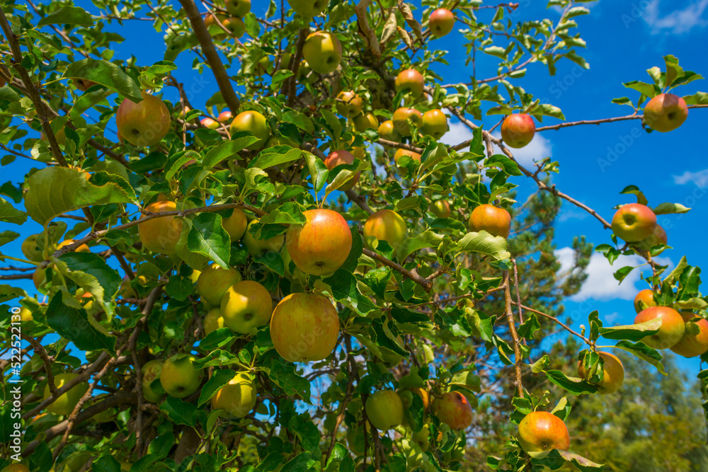 Apple tree in an orchard in bright sunlight in summer, Almere, Flevoland, The Netherlands, August, 2022
