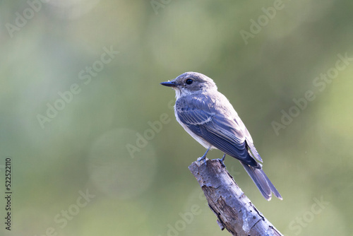 Spotted Flycatcher Muscicapa striata perched in close view © denis