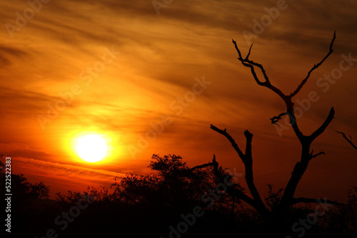 Fototapeta Naklejka Na Ścianę i Meble -  Sonnenaufgang - Krüger Park Südafrika / Sunrise - Kruger Park South Africa /