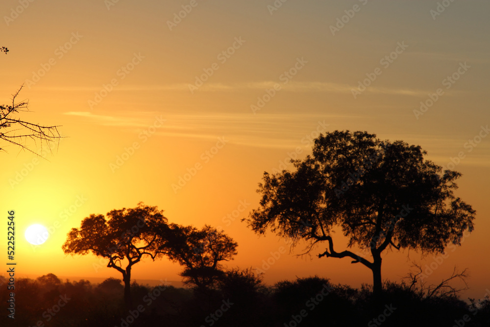 Fototapeta premium Sonnenaufgang - Krüger Park Südafrika / Sunrise - Kruger Park South Africa /