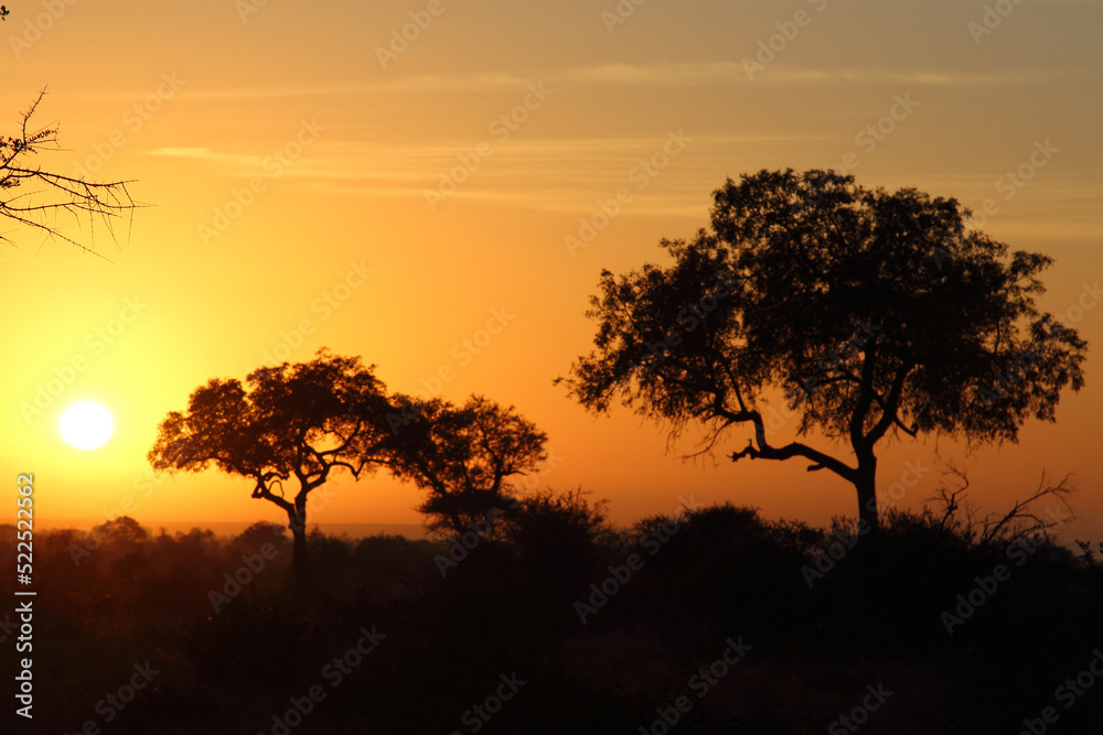 Sonnenaufgang - Krüger Park Südafrika / Sunrise - Kruger Park South Africa /