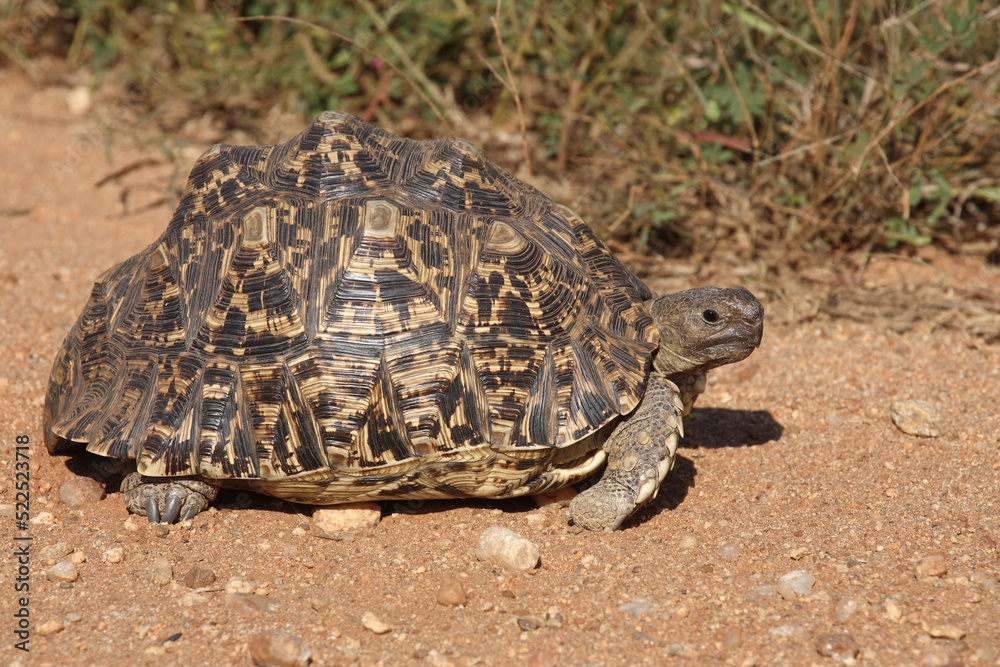 Leopardenschildkröte / Leopard tortoise / Geochelone pardalis Leopardenschildkröte / Leopard tortoise / Geochelone pardalis