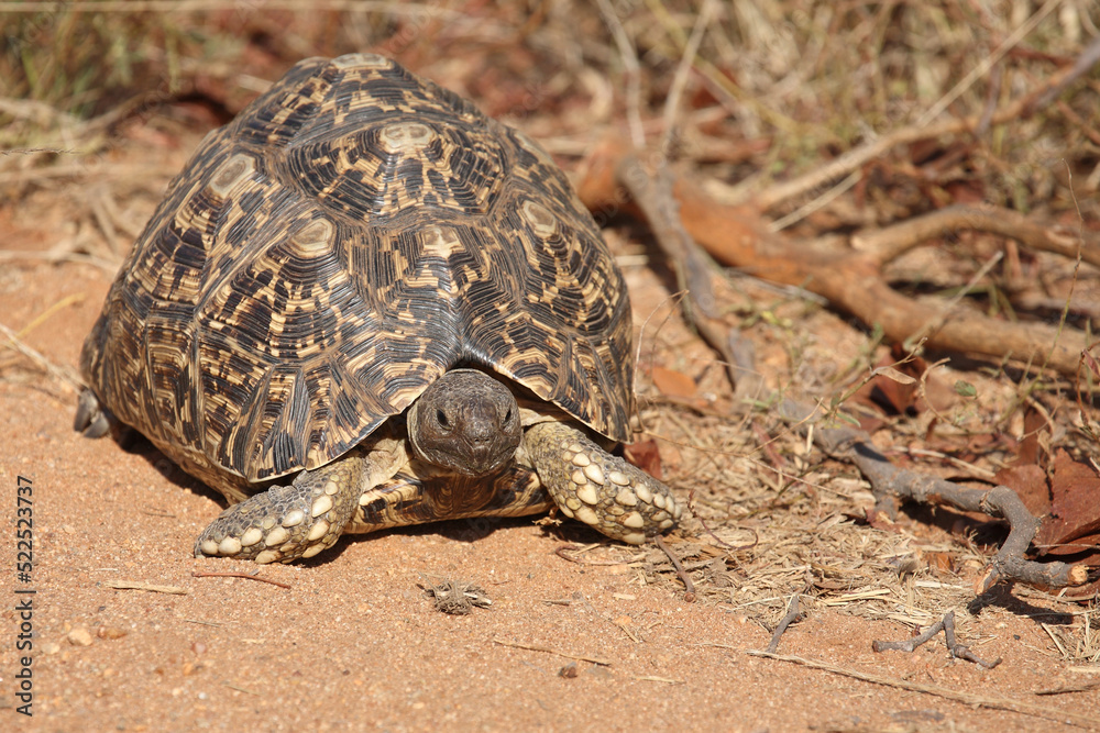Fototapeta premium Leopardenschildkröte / Leopard tortoise / Geochelone pardalis