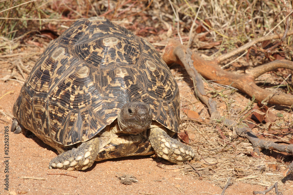 Obraz premium Leopardenschildkröte / Leopard tortoise / Geochelone pardalis
