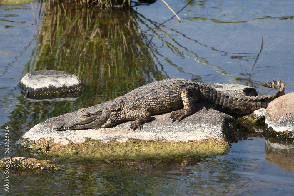 Nilkrokodil / Nile crocodile / Crocodylus niloticus Nilkrokodil / Nile crocodile / Crocodylus niloticus