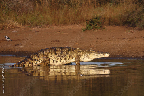 Nilkrokodil / Nile crocodile / Crocodylus niloticus