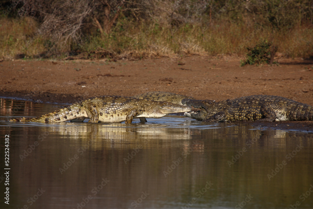 Nilkrokodil / Nile crocodile / Crocodylus niloticus Nilkrokodil / Nile crocodile / Crocodylus niloticus