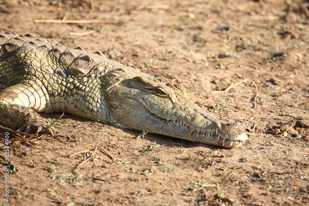 Fototapeta premium Nilkrokodil / Nile crocodile / Crocodylus niloticus