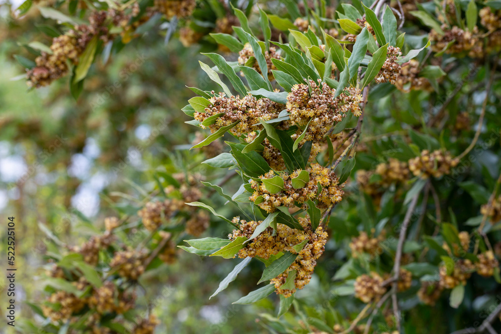Laurus nobilis, Grecian laurel or sweet true laurel is an aromatic evergreen tree or large shrub with green Laurus nobilis, Grecian laurel or sweet true laurel is an aromatic evergreen tree or large shrub with green