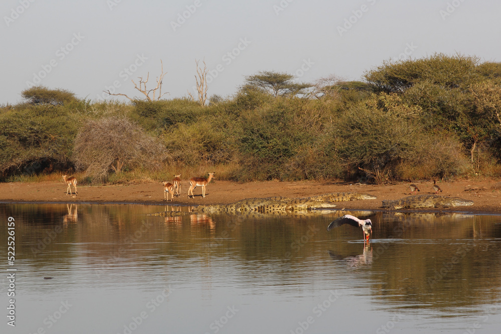 Schwarzfersenantilope / Impala / Aepyceros melampus Schwarzfersenantilope / Impala / Aepyceros melampus