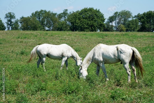 horses in the field © Vito Natale NJ USA