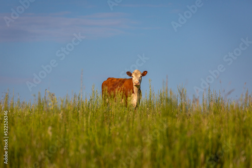 Single cow in southern Brazil countryside looking at camera
