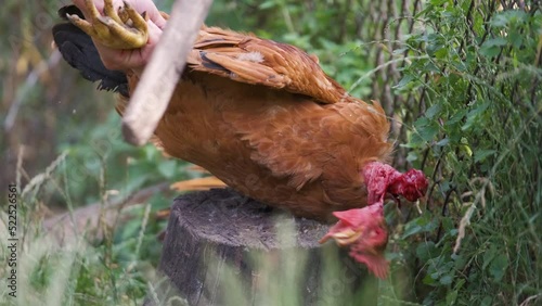 Farmer cutting off domestic chicken head photo