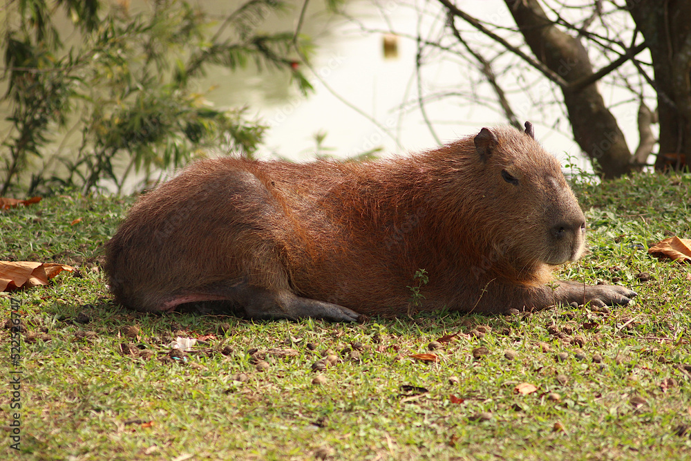 Capybaras in the sun at the edge of a lake Capybaras in the sun at the edge of a lake