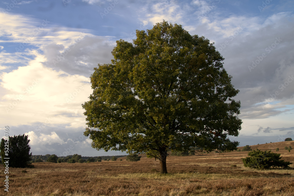 Lüneburger Heide Baum
