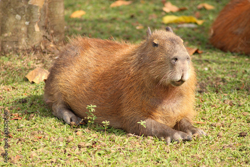 Obraz na płótnie Capybaras in the sun at the edge of a lake