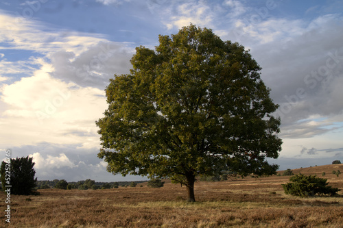 Lüneburger Heide Baum