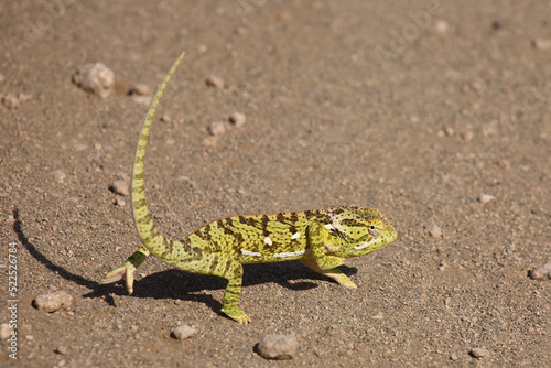 Lappencham  leon   Flap-necked chameleon   Chamaeleo dilepis.