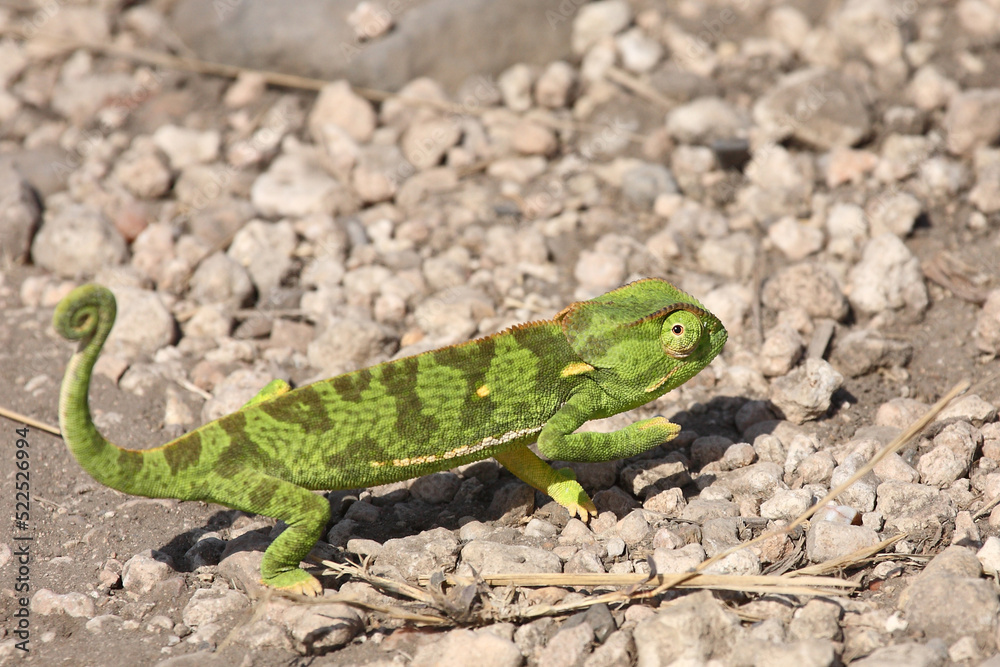 Lappenchamäleon / Flap-necked chameleon / Chamaeleo dilepis. Lappenchamäleon / Flap-necked chameleon / Chamaeleo dilepis.