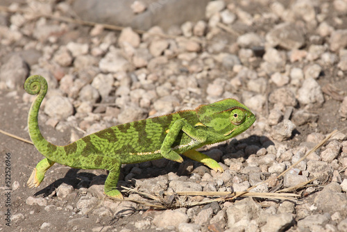 Lappenchamäleon / Flap-necked chameleon / Chamaeleo dilepis.