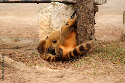 Coatis playing in the park photo