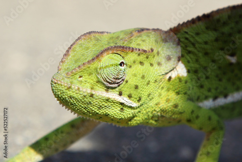 Lappenchamäleon / Flap-necked chameleon / Chamaeleo dilepis. photo