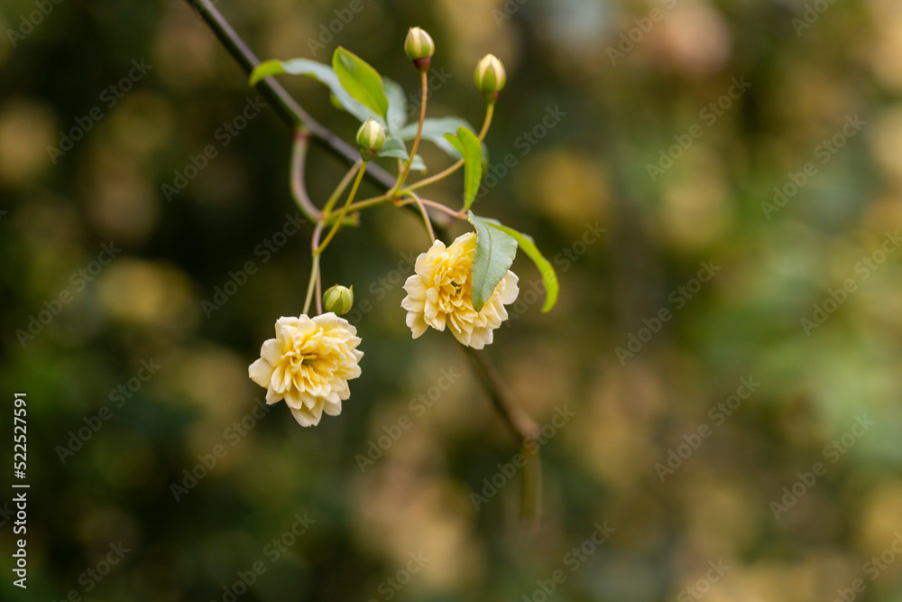 Fototapeta premium Small yellow roses Rosa banksiae illuminated by the sun in the garden selective focus
