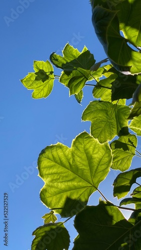green leaves against blue sky